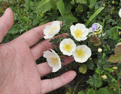 Rosa pimpinellifolia. Closer with hand.jpg