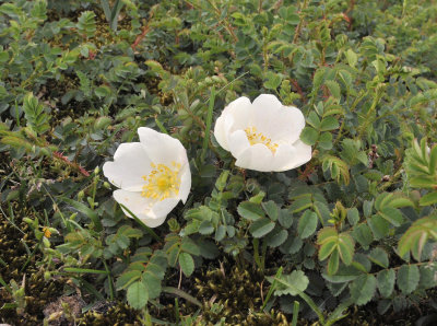 Rosa pimpinellifolia.2.jpg
