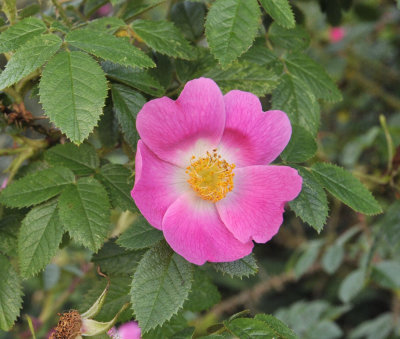 Rosa rubiginosa x pimpinellifolia. Close-up.jpg