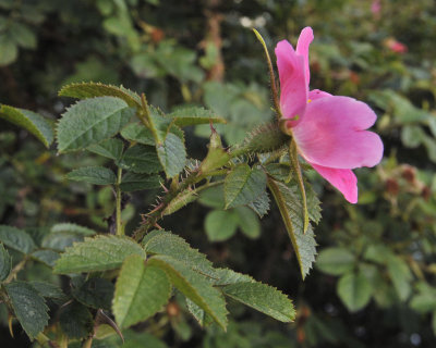 Rosa rubiginosa x pimpinellifolia.jpg