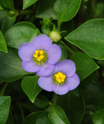 Exacum affine.2.jpg