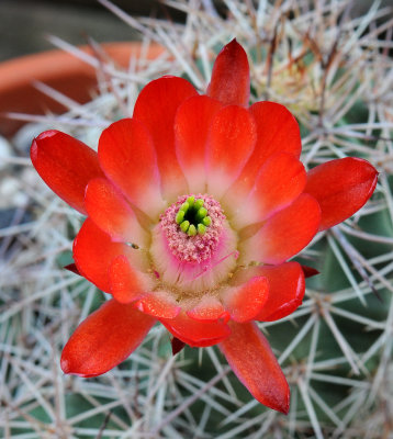 Echinocereus coccineus. Close-up.2. La Naz, New Mexico 1800m LZ388.jpg