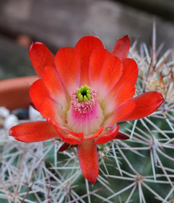 Echinocereus coccineus. Close-up. La Naz, New Mexico 1800m LZ388.jpg