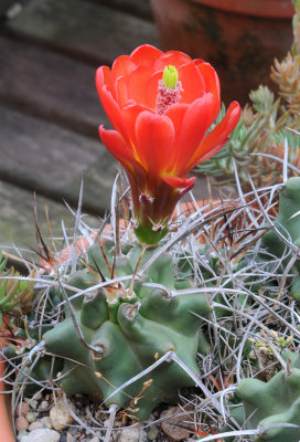 Echinocereus triglochidiatus. Santa Fe.2.jpg