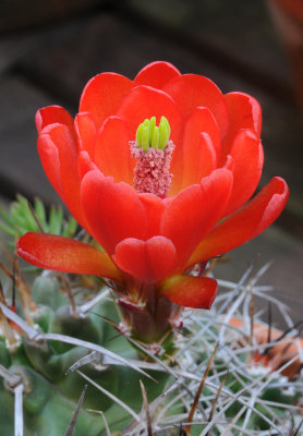 Echinocereus triglochidiatus. Close-up. Santa Fe.jpg