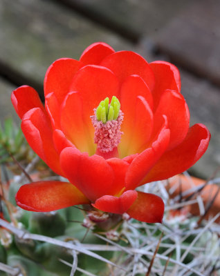 Echinocereus triglochidiatus. Close-up. Santa Fe.2.jpg