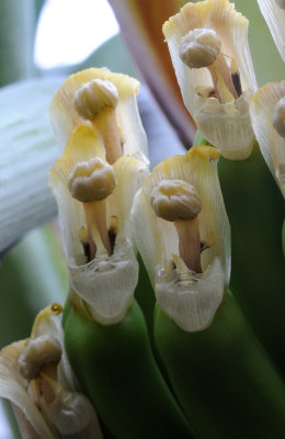 Musa acuminata. Close-up.2.jpg