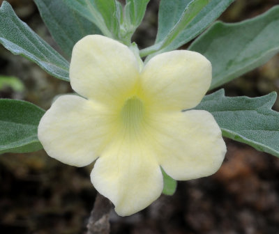 Pedaliaceae. Close-up.jpg