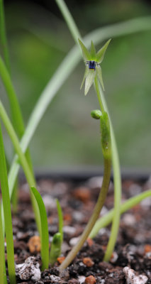 Miersia chilensis.jpg
