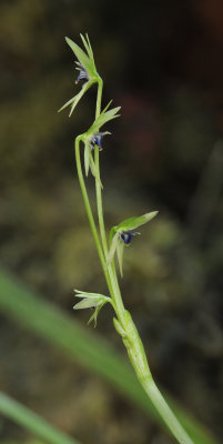 Miersia chilensis. Closer Side.2.jpg