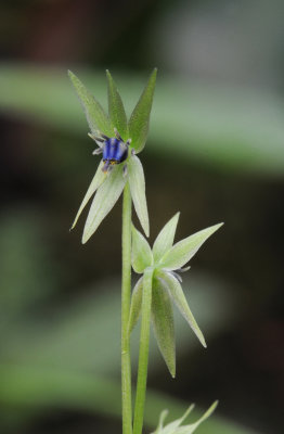 Miersia chilensis. Close-up.2.jpg