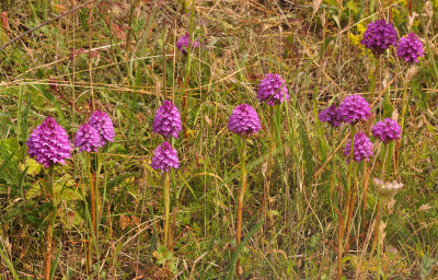 Anacamptis pyramidalis.4.jpg