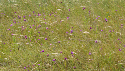 Anacamptis pyramidalis field.jpg