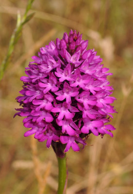 Anacamptis pyramidalis closer up.2.jpg