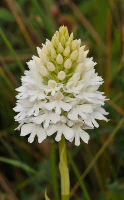 Anacamptis pyramidalis white flowered form. Closer up.jpg