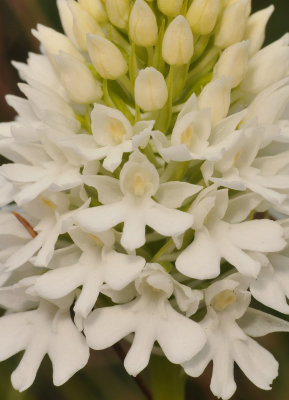 Anacamptis pyramidalis white flowered form. close-up.2.jpg