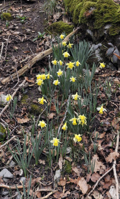 Narcissus pseudonarcissus ssp. pseudonarcissus.2.jpg