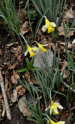 Narcissus pseudonarcissus ssp. pseudonarcissus.3.jpg