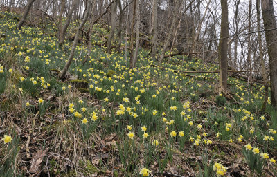 Narcissus pseudonarcissus ssp. pseudonarcissus.7.jpg