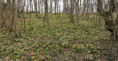 Narcissus pseudonarcissus ssp. pseudonarcissus.10.jpg