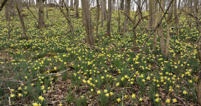 Narcissus pseudonarcissus ssp. pseudonarcissus.11 ..jpg