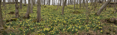 Narcissus pseudonarcissus ssp. pseudonarcissus.12 ..jpg