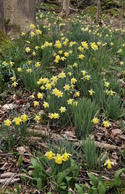 Narcissus pseudonarcissus ssp. pseudonarcissus.13 ..jpg