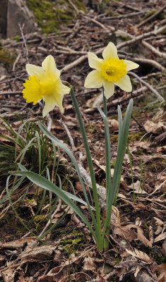 Narcissus pseudonarcissus ssp. pseudonarcissus.Closer.jpg