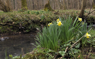 Narcissus pseudonarcissus ssp. pseudonarcissus.jpg