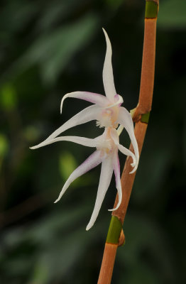 Dendrobium 1.jpg