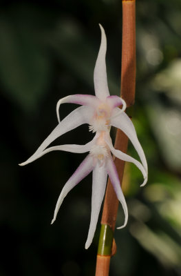 Dendrobium 2.jpg