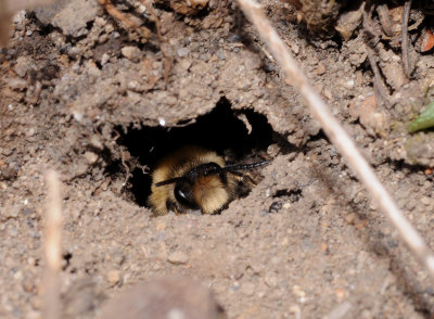 Colletes cunicularius. In nest.jpg