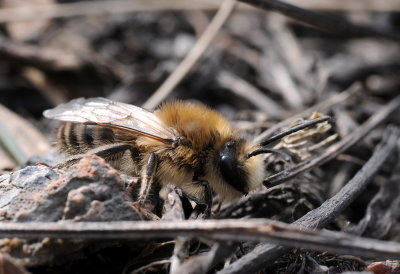 Colletes cunicularius.2.jpg