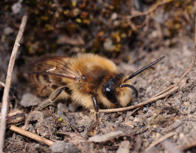 Colletes cunicularius.3.jpg