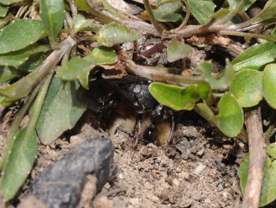 Sphecodes albilabris holding a Colletes cunicularius in its nest.jpg