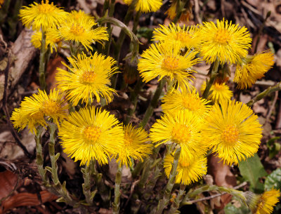 Tussilago farfara.jpg