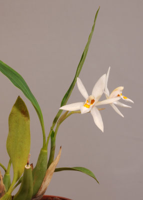 Coelogyne corymbosa ssp. chiangmaiensis (HBL20130646).jpg