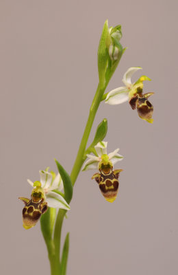 Ophrys scolopax subsp. apiformis (Ophrys picta).jpg