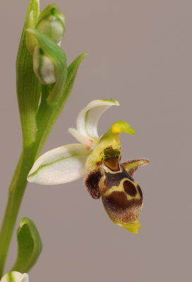 Ophrys scolopax subsp. apiformis (Ophrys picta). Closer.jpg