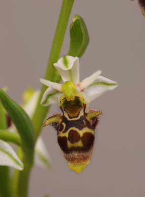 Ophrys scolopax subsp. apiformis (Ophrys picta). Close-up.jpg