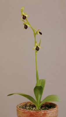 Ophrys sphegodes subsp. cretensis.jpg