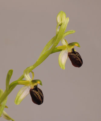 Ophrys sphegodes subsp. cretensis. Closer.jpg
