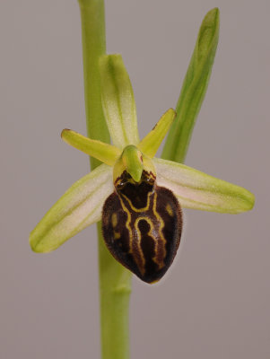 Ophrys sphegodes subsp. cretensis. Close-up.jpg