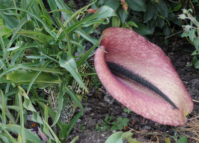 Helicodiceros muscivorus.jpg