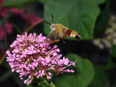 Hemaris fuciformis.jpg
