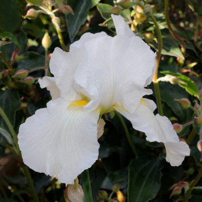 Iris germanica var. florentina.jpg