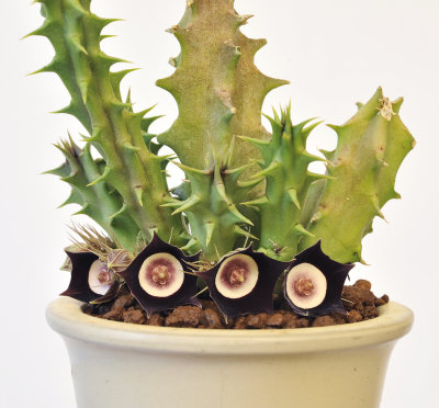 Huernia oculata.2.jpg