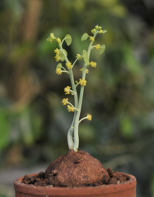 Stephania erecta, Female plant.1.jpg