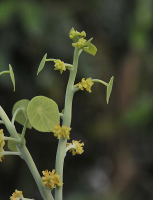 Stephania erecta, Female plant.jpg