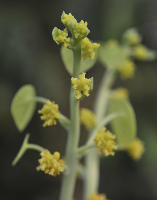 Stephania erecta, Female plant.2.jpg